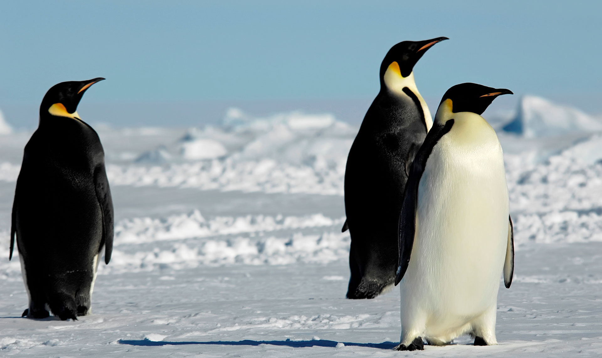 Chile and Antarctica