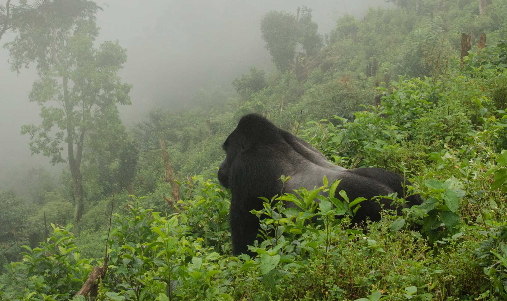 The land of a thousand hills