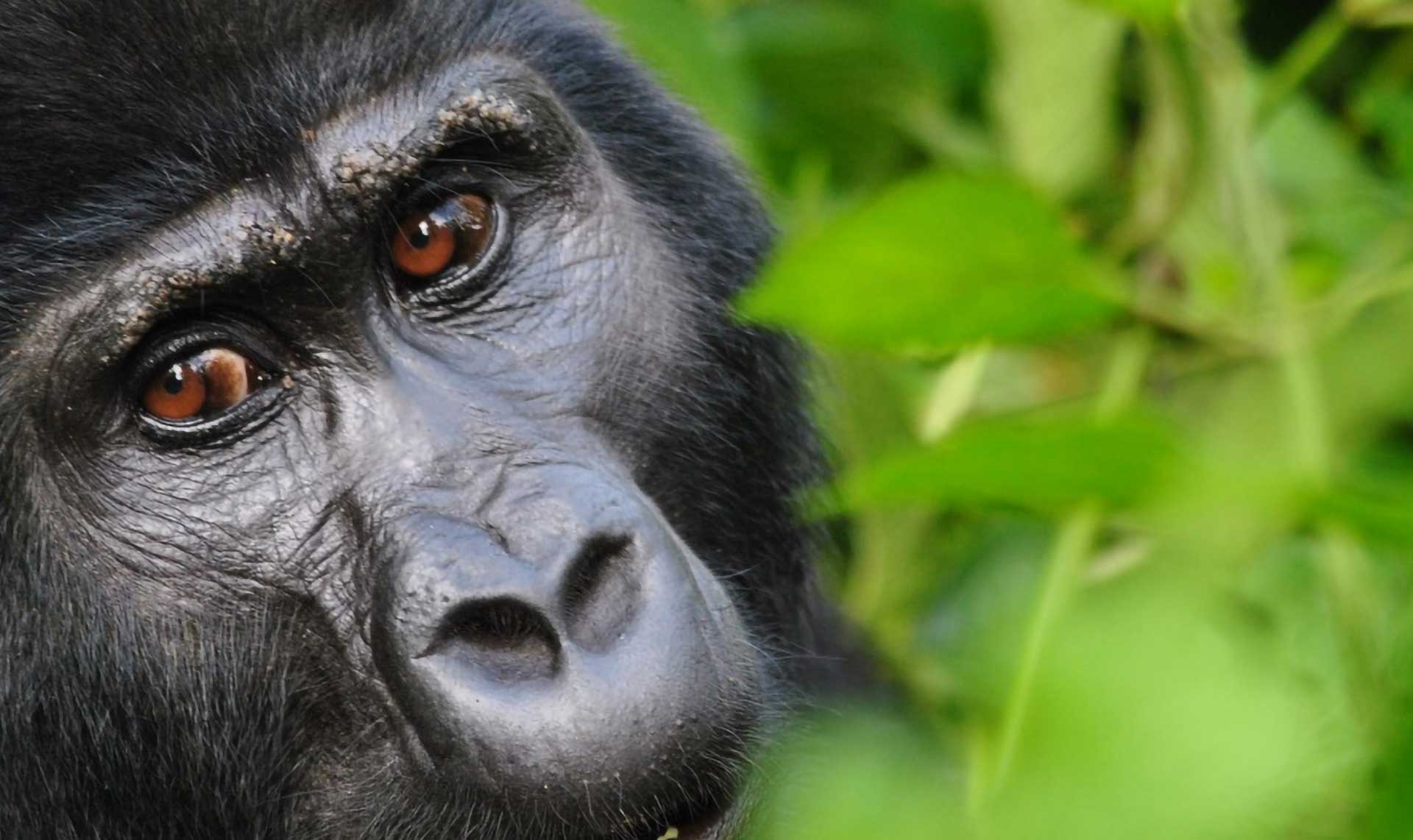 The land of a thousand hills